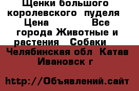 Щенки большого (королевского) пуделя › Цена ­ 25 000 - Все города Животные и растения » Собаки   . Челябинская обл.,Катав-Ивановск г.